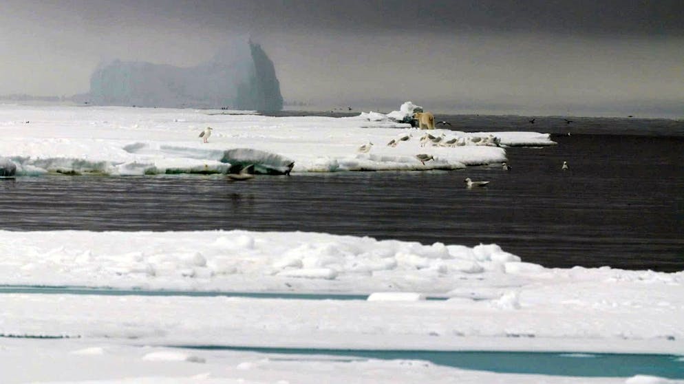Kanada gilt als Land der Artenvielfalt, doch wie lange noch? Der Klimawandel hinterlässt vielerorts bereits heute deutliche Spuren.