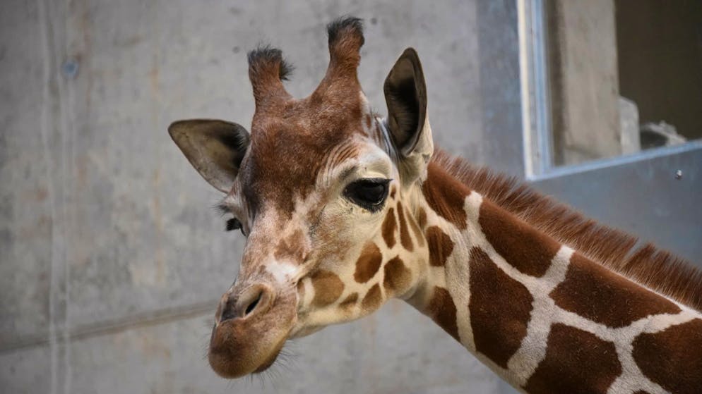 Netzgiraffe Luna schaut sich in der Quarantänestation des Zürcher Zoos um.
