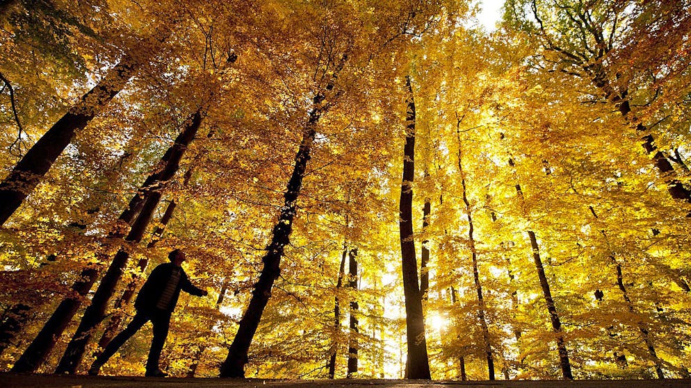 Spaziergänger im herbstlichen Wald. (Symbolbild)
