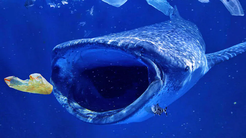 Ein Walhai schwimmt auf eine Plastiktüte zu. 