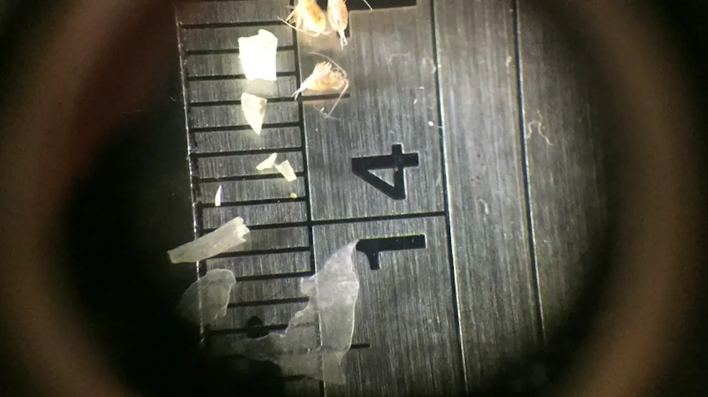 Unter einem Mikroskop liegen Mikroplastikteilchen auf einem Lineal. Der Plastikmüll in den Weltmeeren wird zunehmend auch zur Belastung von gefährdeten Tierarten wie Mantarochen und Walhaien. Die kleinen Teile gelangen in den Verdauungstrakt, wo sie teils nur schwer abbaubar sind.