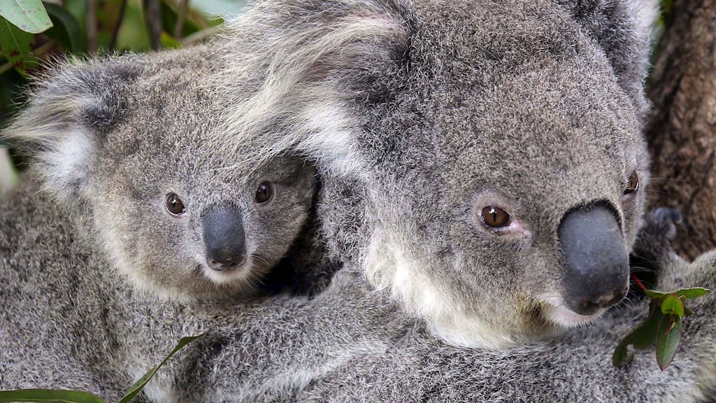 Brände. Buschbrände bedrohen Koalas in Australien