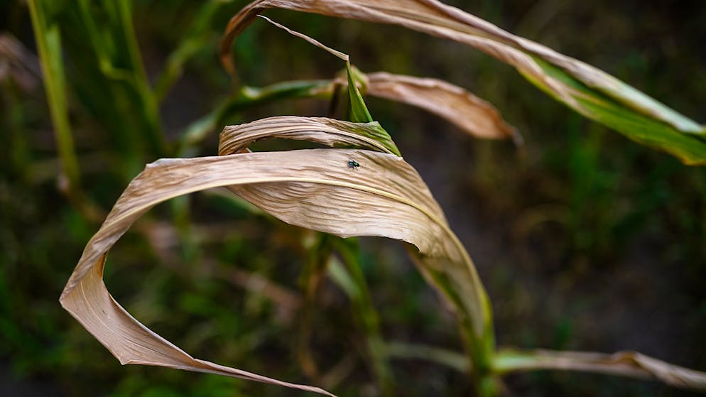 Der Klimawandel und damit einhergehende Dürren und Überschwemmungen bremsen das weltweite Wirtschaftswachstum. Besonders Entwicklungsländer leiden darunter.