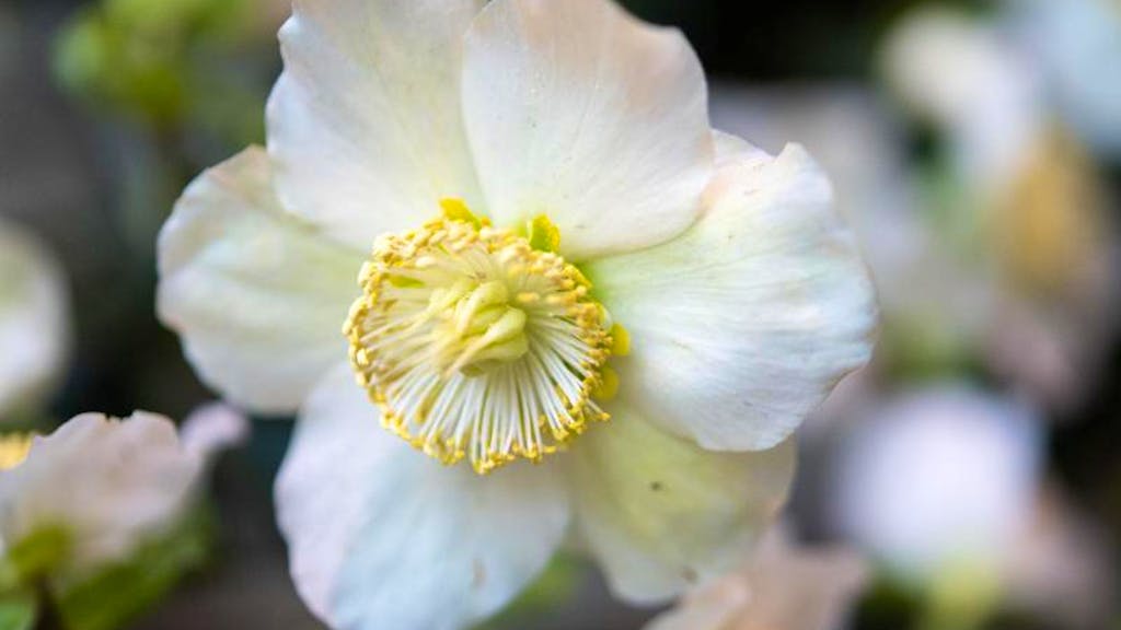 Blütenfreude im Winter. Christrosen trotzen Eis und Schnee