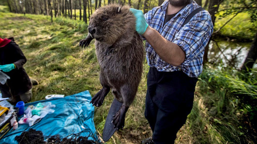 In Südengland werden Biber ausgesetzt, die mit ihren Dämmen auch gegen Sturzfluten und Bodenerosion wirken sollen. (Archiv)