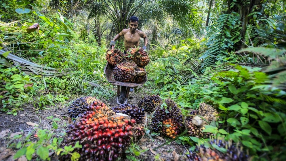 In vielen Ländern wie Indonesien musste Regenwald für Ölpalmen weichen. Forschende weisen auf eine umweltfreundlichere Alternative hin. (Archivbild)