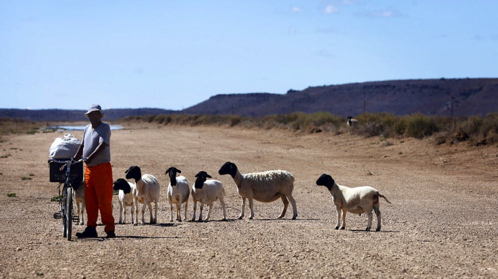 Schafe stehen neben einem Landwirt, der Nahrung für die Tiere mitbringt. Laut den Angaben von Landwirten leidet Südafrika derzeit unter einer der extremsten Dürren seit mehreren Jahrzehnten.