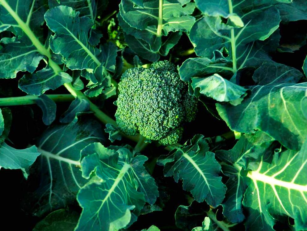 Italian broccoli, sprouting broccoli (Brassica oleraceae var. italica), close up, USA, California, Salinas
When: 03 Jun 2017