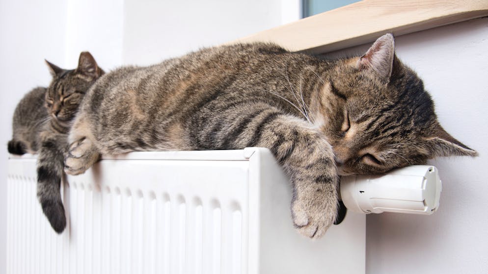 In vielen Wohnungen ist die Heizung so weit aufgedreht, dass man im T-Shirt und barfuss unterwegs sein kann. Aber ist das wirklich nötig? Gesund ist es nicht.