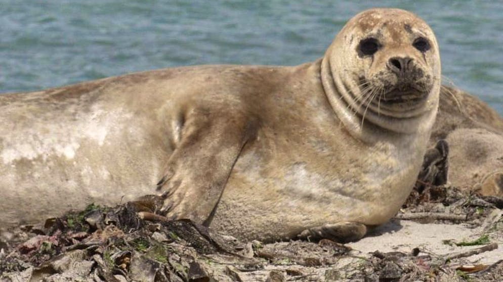 Winterliches, hyggeliges Fanø. Bei winterlicher Kälte lassen sich die Seehunde auf Fanø auf der Sandbank nicht so häufig blicken. 