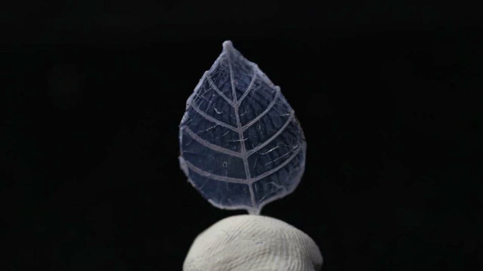 3D-Druck schafft kleine Kunstwerke aus Glas. Durch Beimischen zusätzlicher Substanzen zum Spezialharz lassen sich unterschiedliche Eigenschaften erzeugen. Die Blattadern bestehen aus einem anderen Glastyp als der Rest des Blatts.