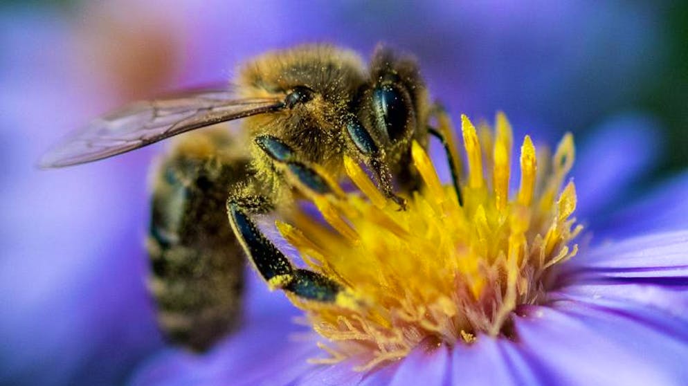 Wer Bienen etwas Gutes tun möchte, setzt auf Blüten mit zugänglichen Staubblättern.