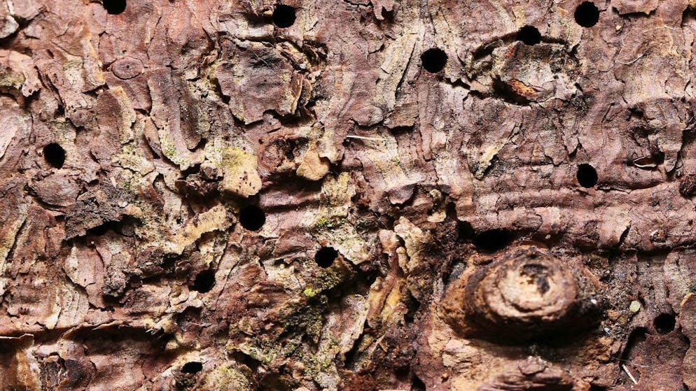 Nordischer Borkenkäfer erreicht die Schweiz. Die Bohrlöcher in der Rinde verraten den Borkenkäferbefall.