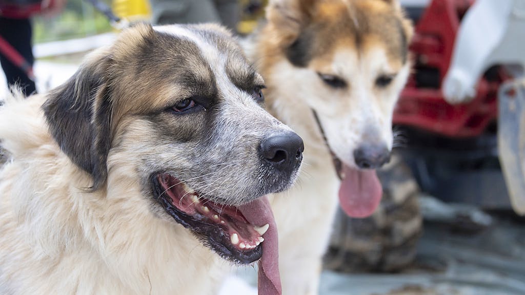 Steuern. Hundehalter zahlen massiv mehr Hundesteuern