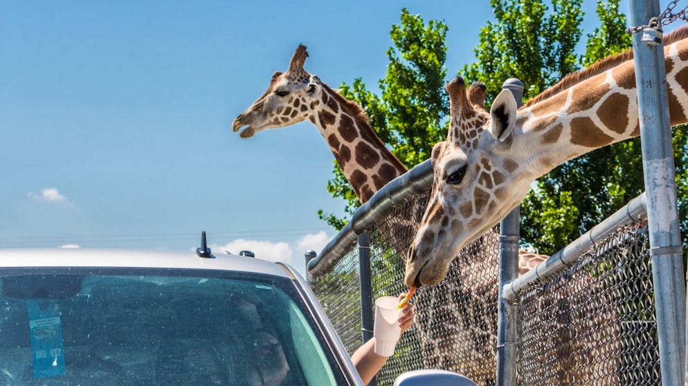Besucher füttern Giraffen im vom Brand betroffenen Wildtierpark im US-Staat Ohio. (Archivbild)