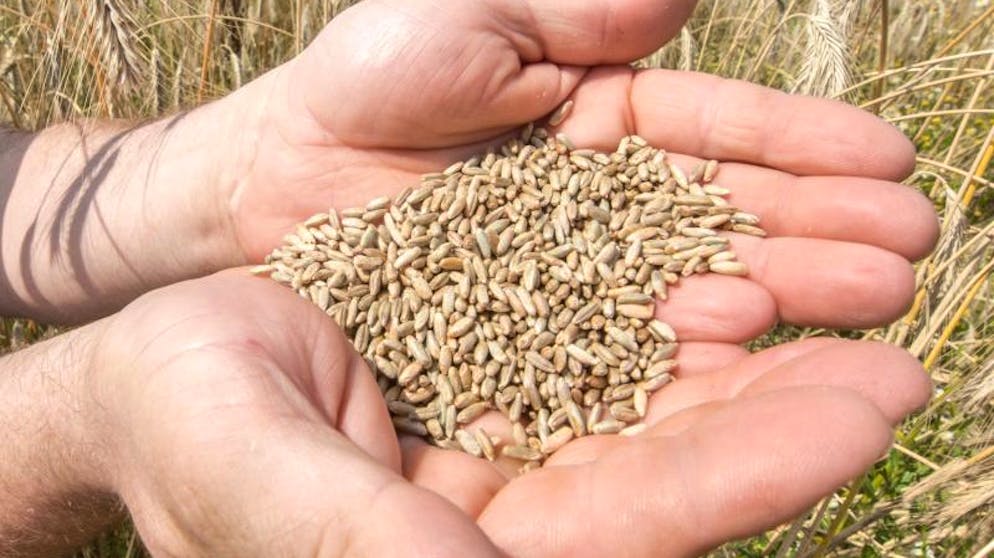 Körner sind eine wichtige Grundlage. Was schmeckt am besten? An den verschiedenen Getreidesorten, hier sogenannter Champagner-Roggen, scheiden sich die Geister.