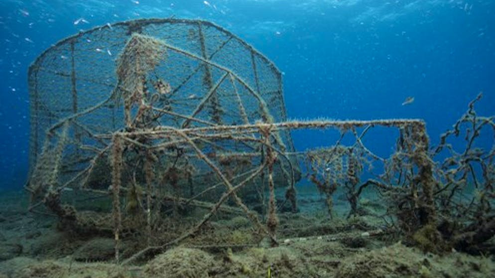 Die Umweltschutz-Organistation Greenpeace warnt vor den Folgen der zu wenig regulierten Fischindustrie. (Symbolbild)