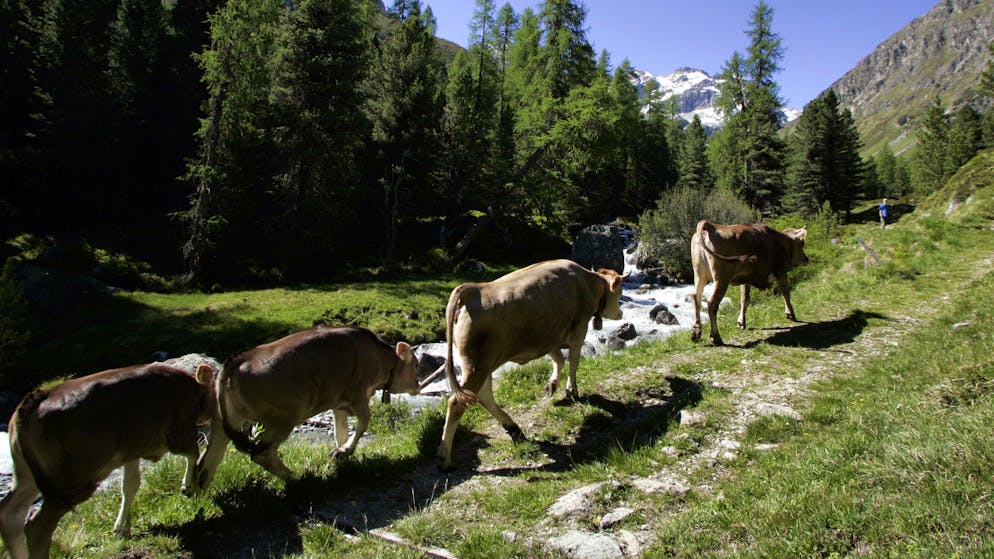 Progetto cantonale per un'agricoltura rispettosa del clima, a basse emissioni di gas a effetto serra, creando un vantaggio competitivo per le aziende agricole grigionesi mediante basi e misure concrete.