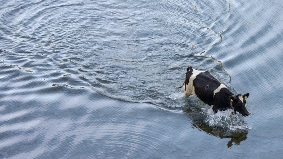 Drei Kälber sind am Mittwoch im Flüsschen Venoge in Vufflens-la-Ville VD ertrunken. 