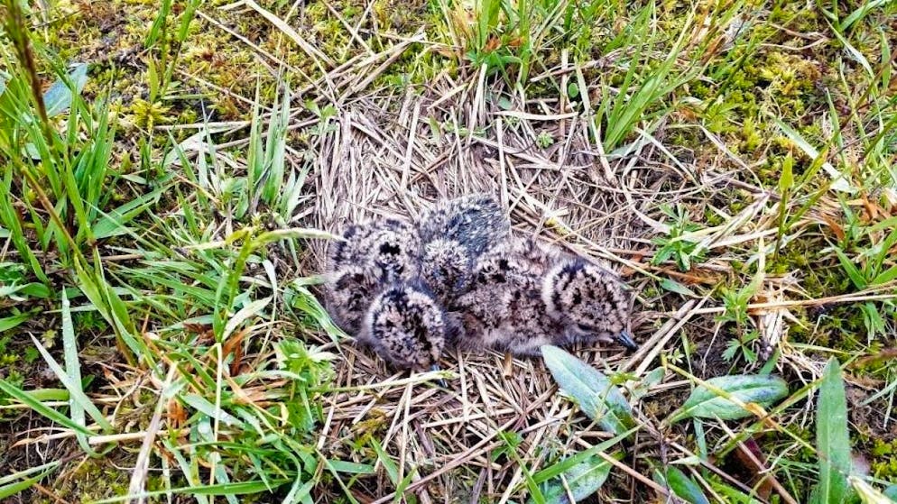 Frisch geschlüpfte Kiebitz-Küken.