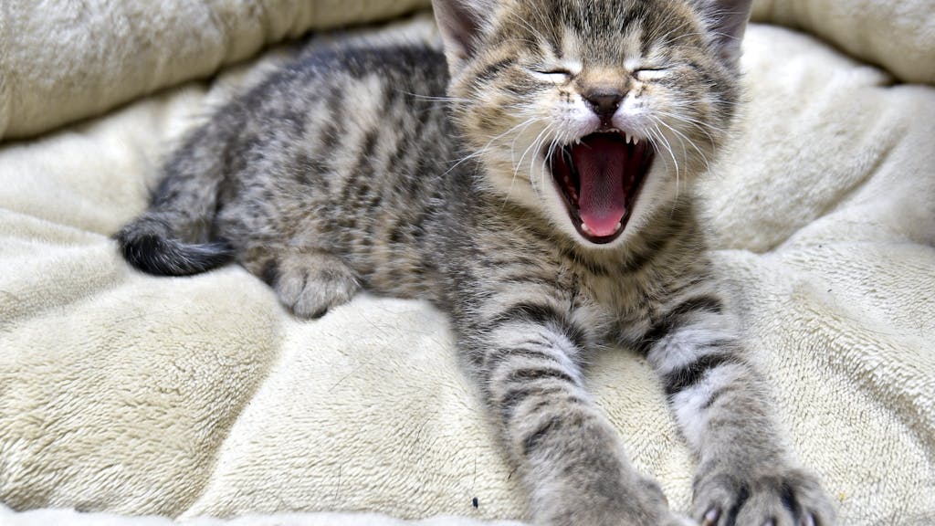 Katzen. Kein Chip-Obligatorium für Katzen