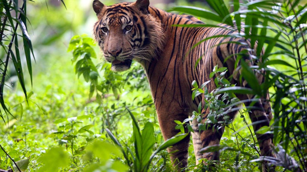 Un agriculteur tu  par un tigre de Sumatra 