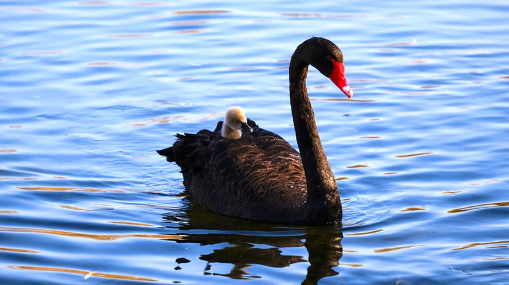 A rimorchio: un cigno nero nuota con i suoi piccoli in un corso d’acqua all’interno dei giardini imperiali dell’antico palazzo estivo di Pechino.