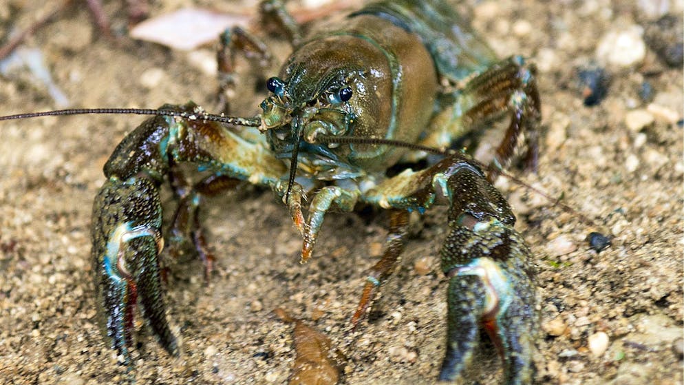 Japankafer Erstmals In Freier Natur Nachgewiesen