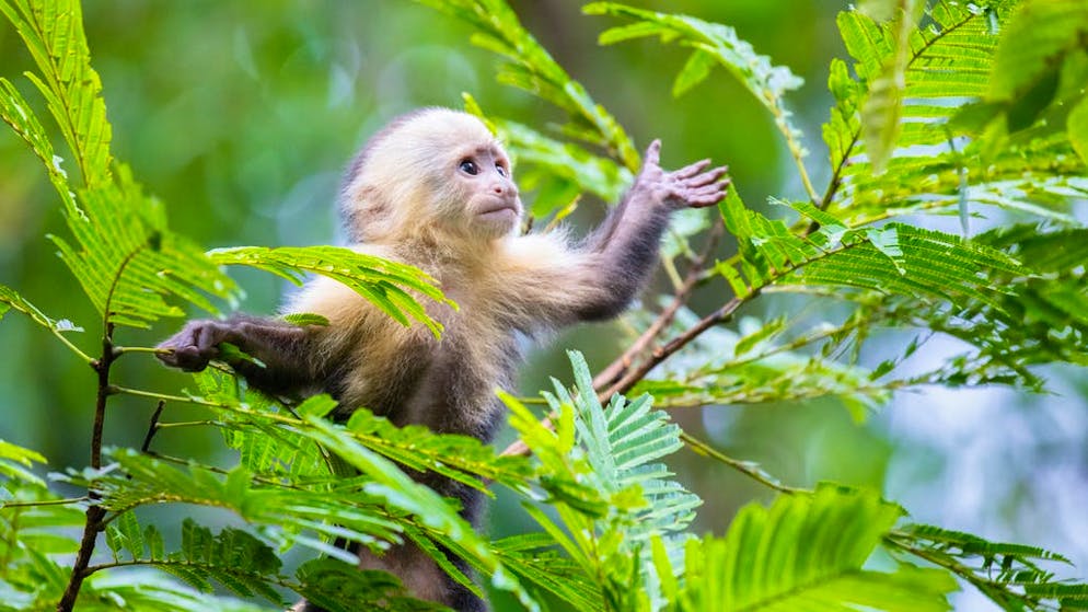 In Costa Rica bekommen Touristen das Spektakel einer einzigartigen Tier- und Pflanzenwelt geboten.