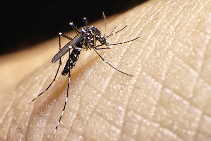 La Résistance Des Moustiques Aux Insecticides Corrigé