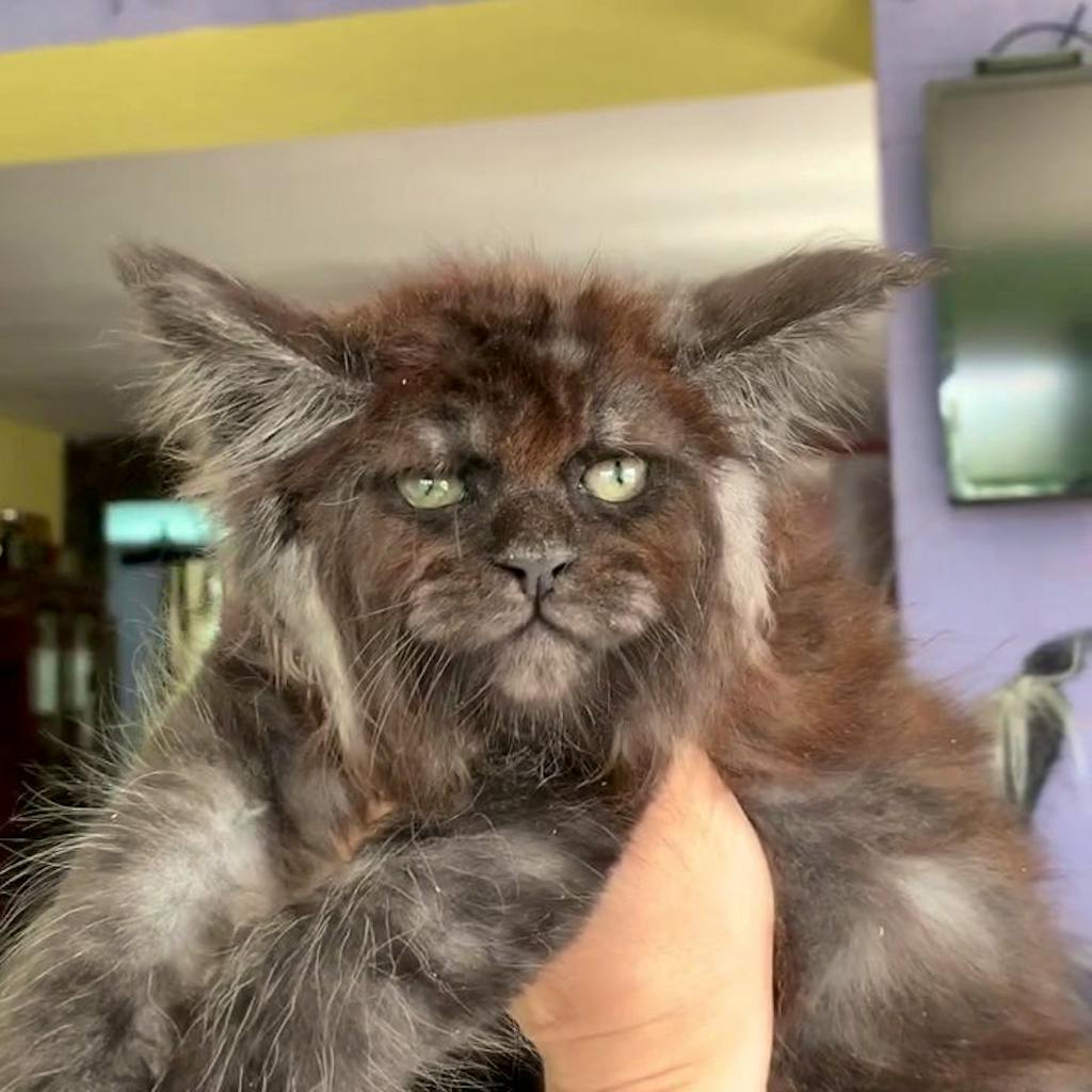 Diese Katzen Haben Ein Menschliches Gesicht