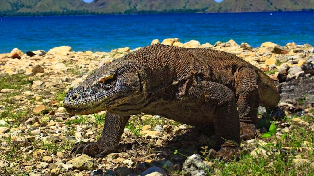 KomodoNationalpark wo echte Giganten der Tierwelt leben