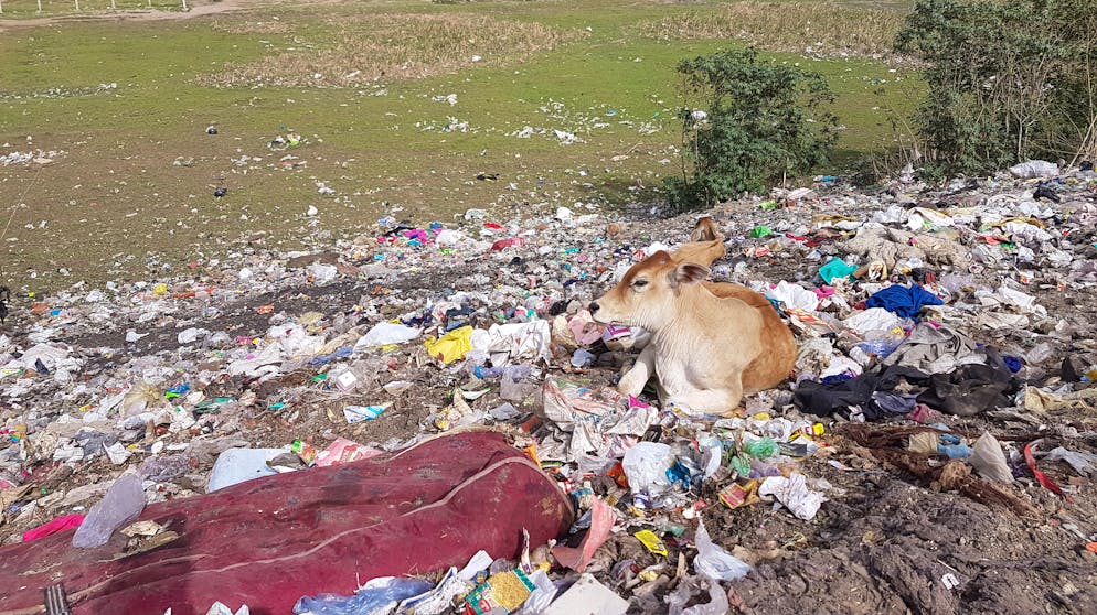 Die Kuhe Greifen Bauern An Heilige Tiere Werden In Indien Zum Problem