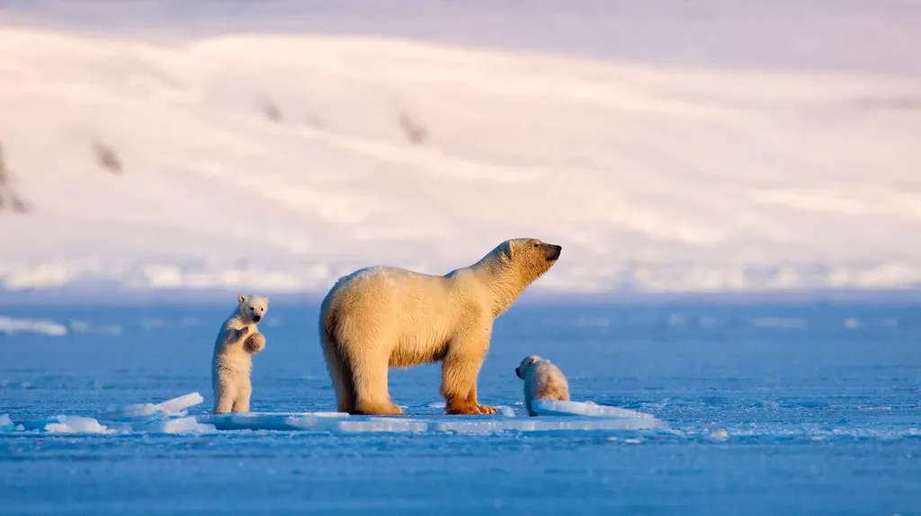 Wie Viele Eisbären Gibt Es Noch Auf Der Welt www.bluewin.ch