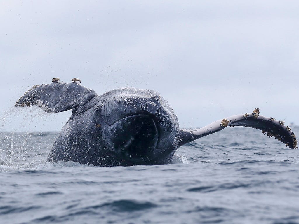 Une baleine avale brièvement un plongeur