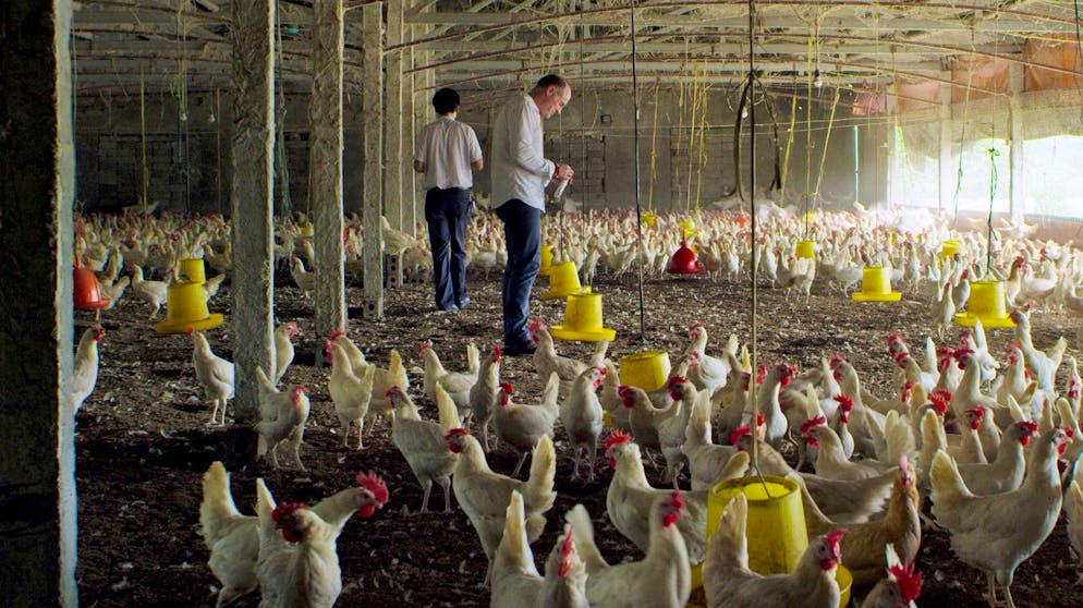 Wie «Killer-Keime» uns bedrohen. Ausufernde Massentierhaltung wie hier in einer Hühnerzuchtfarm in Vietnam wird für die Entwicklung der Resistenzen verantwortlich gemacht.