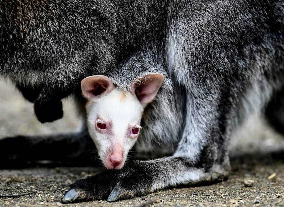 Le immagini più belle del mondo animale.. Un cucciolo di canguro albino nato nello zoo di Decin.