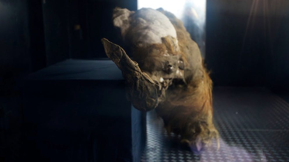 Mammut-Zellen zum Leben erweckt. Das Forscherteam, das nun «Yukas» Zellen reaktivierte, benutzte dafür die Zellkerntransfertechnik und pflanzte Teil der Mammut-DNA in die Eizellen einer Maus ein.