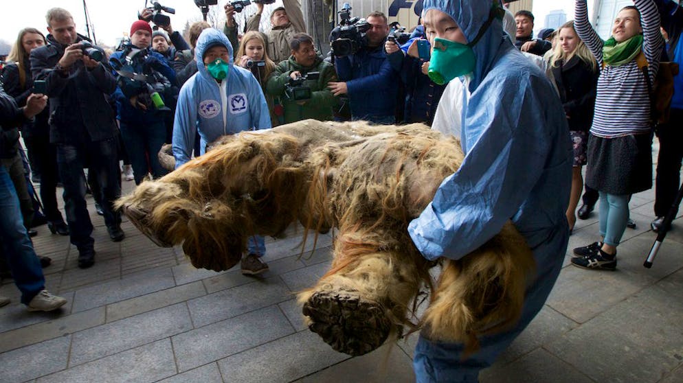 Mammut-Zellen zum Leben erweckt. Geklonte Mammute werden so schnell aber nicht über die Erde streifen: Dafür ist die Technik noch nicht weit genug entwickelt.