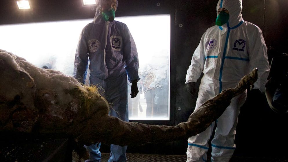 Mammut-Zellen zum Leben erweckt. Sensationell an dem Fund war, dass das Jungtier so gut erhalten geblieben ist.