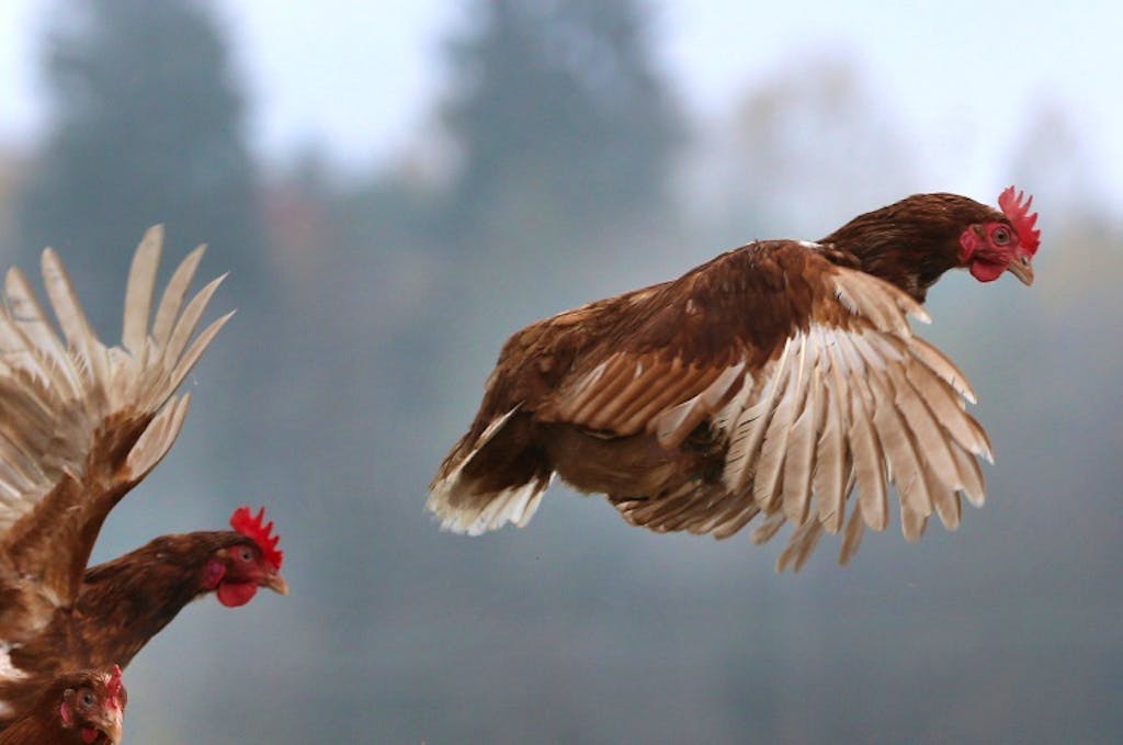 Bretagne Un Renard Tué Par Des Poules Dans Un Poulailler