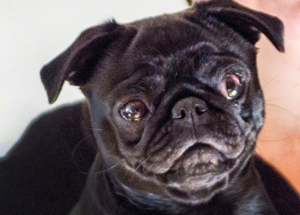 Une Famille Endettée Sa Chienne Est Saisie Et Vendue Sur Ebay