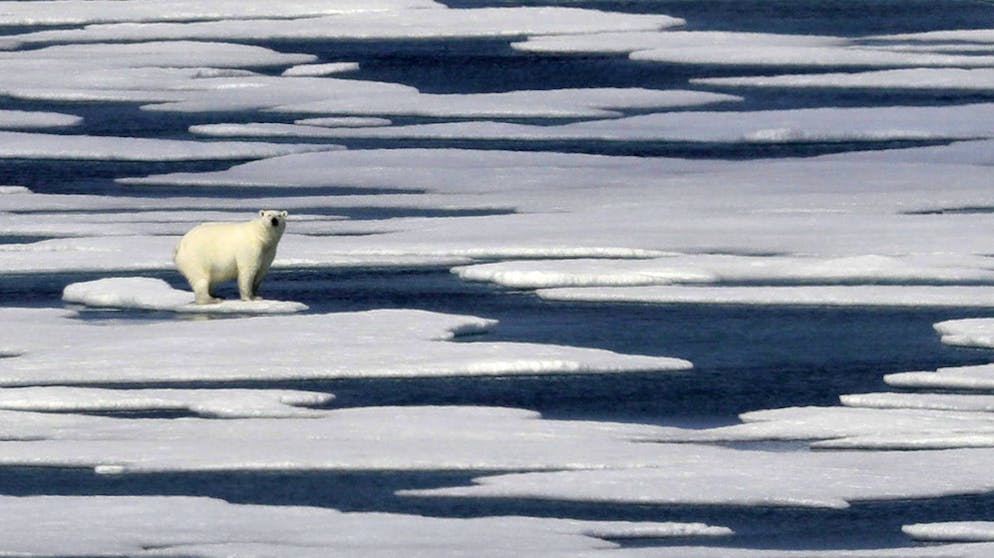 Während der Klimawandel die Schifffahrt durch die Arktis vereinfacht, wird das Ökosystem schwer in Mitleidenschaft gezogen.