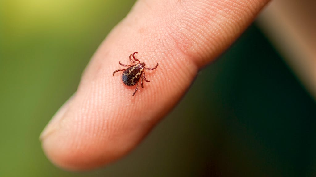 Krankmachende Blutsauger. Mediziner: «Zeckensprays sind unzuverlässig»