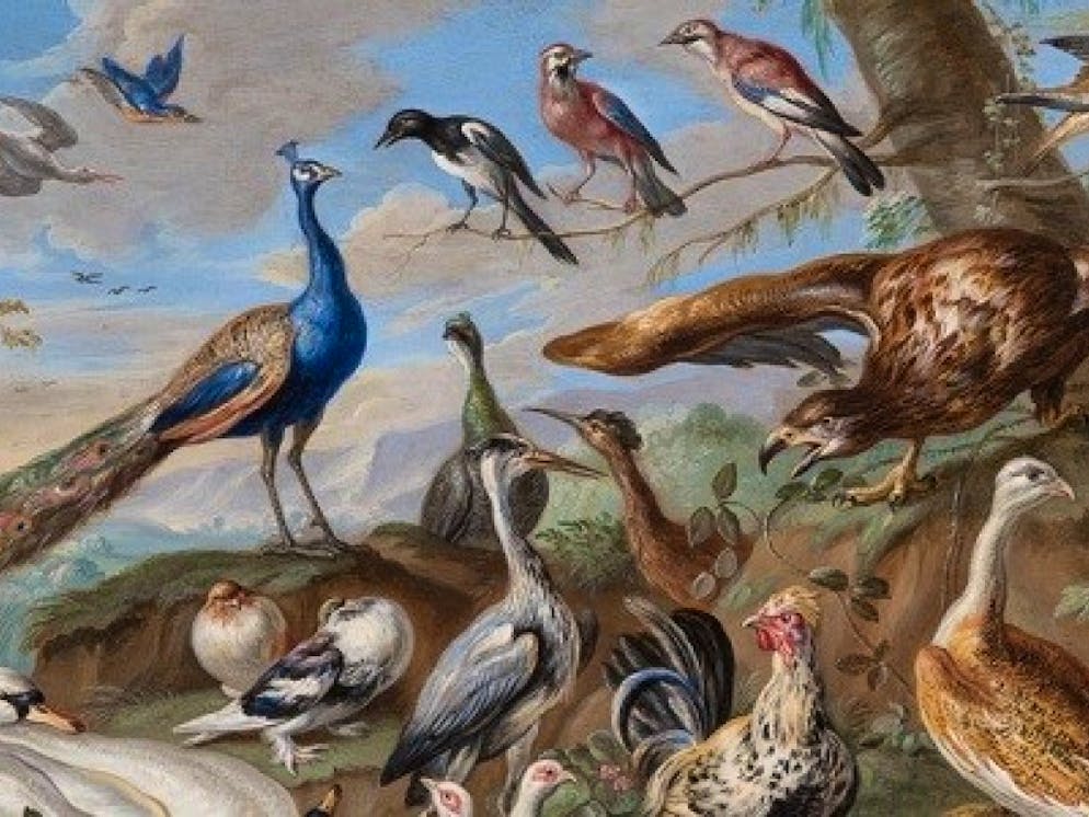 Das «Altmeisterwunder» des Kunstmuseums St. Gallen erhält Zuwachs. Das Museum hat rund 1500 Werke aus einer privaten Sammlung erhalten, darunter auch das Gemälde «Vögel in Landschaft» von Jan von Kessel.