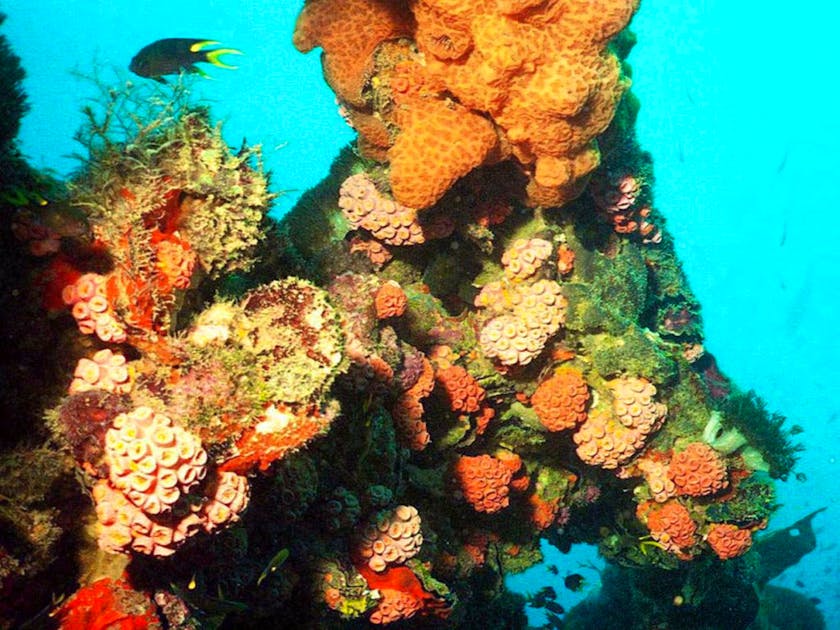 Umwelt: Wenig neue Korallen im Great Barrier Reef | blue News