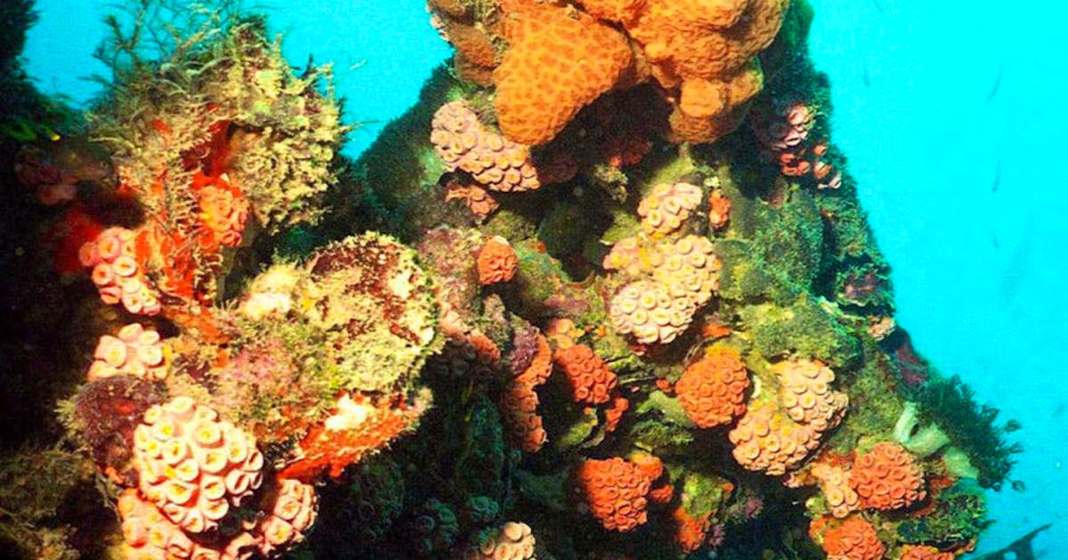 Umwelt: Wenig neue Korallen im Great Barrier Reef | blue News