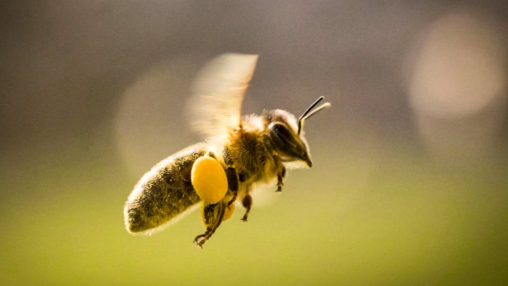 Schuldlos kontaminiert. Selbst die Äcker von Bio-Bauern sind mit Pestiziden belastet