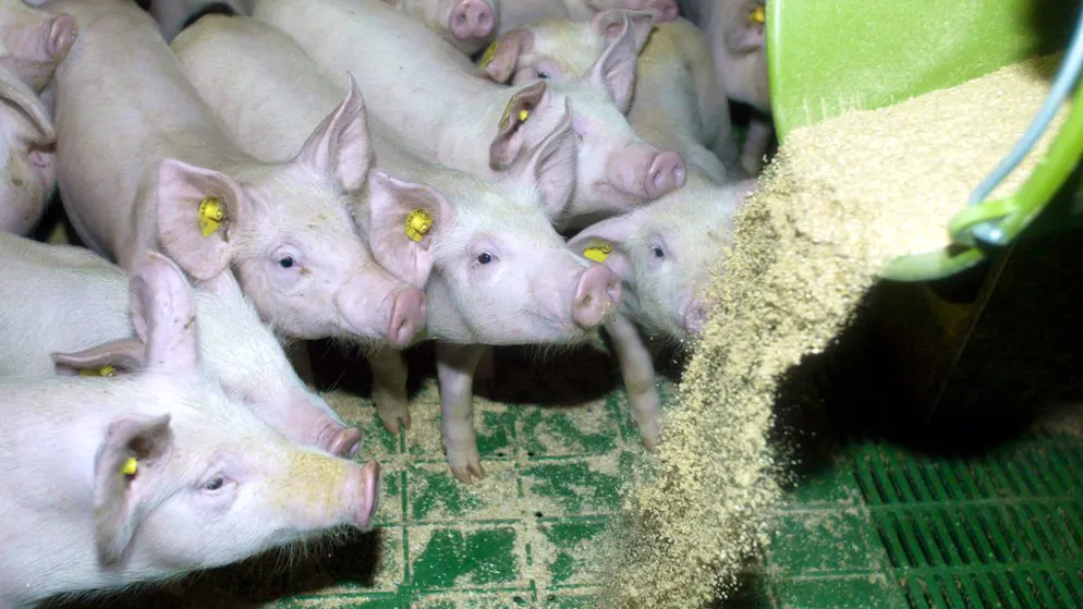 Insekten als Schweinefutter. Soja und Fischmehl sind als Eiweisslieferanten zentrale Bestandteile von Futtermittel – und umstritten. Insekten könnten eine Alternative sein.