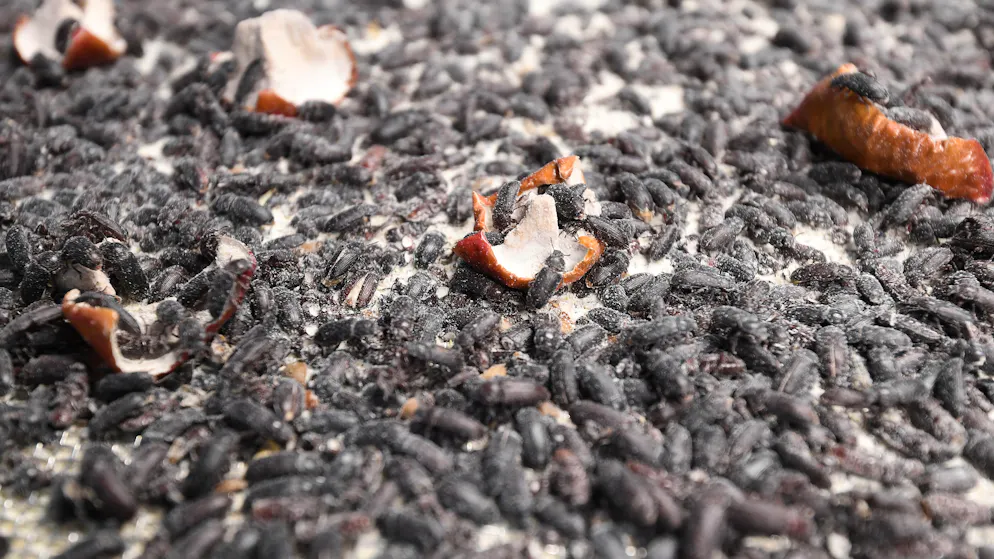 Insekten als Schweinefutter. Mehlkäfer werden in einem Forschungslabor der Hochschule Bremerhaven mit alten Äpfeln gefüttert.